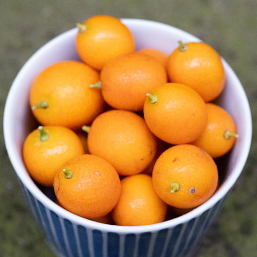 野放金桔酸香浓郁高能赠品喜欢吃的话拍