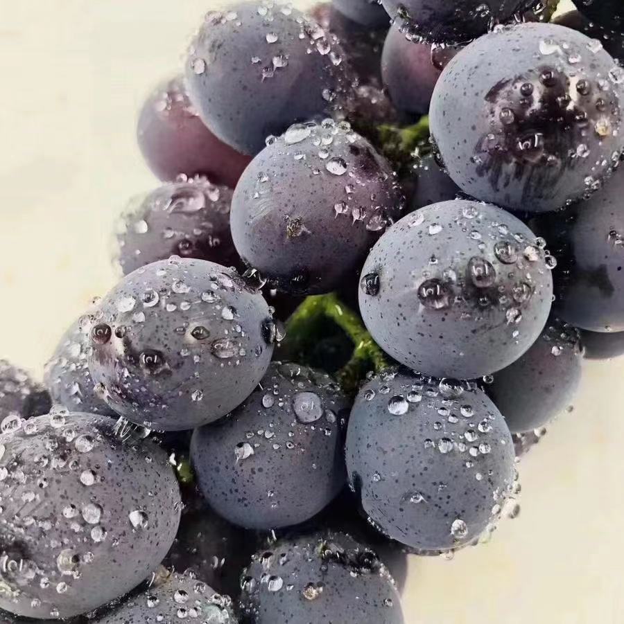 黑藤君😋黑藤巨峰葡萄🍇!