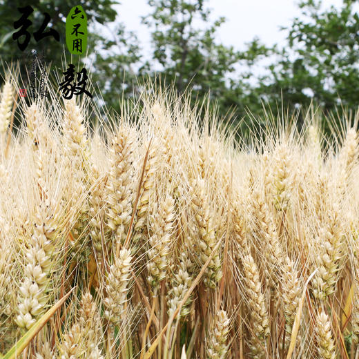 【弘毅六不用生态农场】六不用 传统小麦粒 自留种种植 10斤/份 商品图2