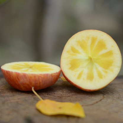 新疆阿克苏冰糖心苹果（2月3日9:00下架）