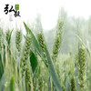 【弘毅六不用生态农场】六不用 传统小麦粒 自留种种植 10斤/份 商品缩略图1