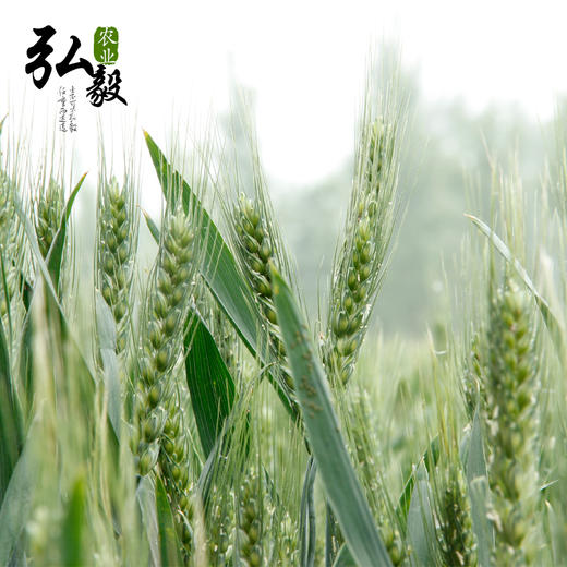 【弘毅六不用生态农场】六不用 传统小麦粒 自留种种植 10斤/份 商品图1