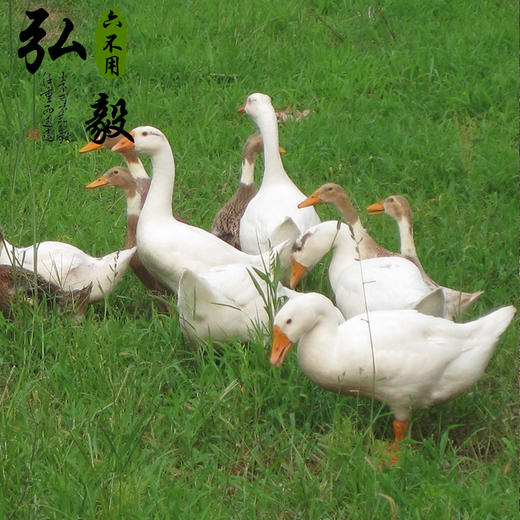 生态散养大白鹅 6斤/份 以实际重为准 联系客服多退少补 商品图1