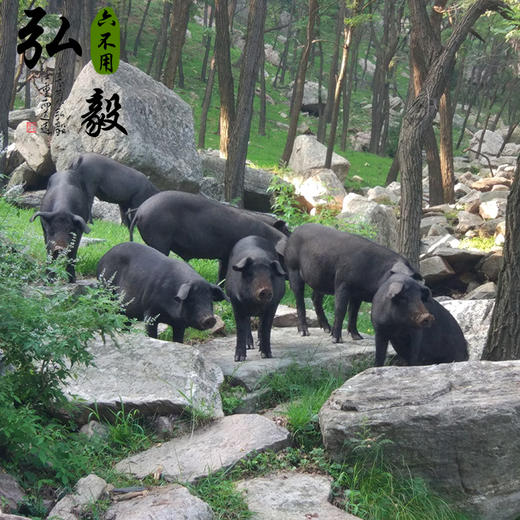 弘毅六不用生态农场沂蒙黑山猪3斤/份默认顺丰其它快递联系客服 商品图4