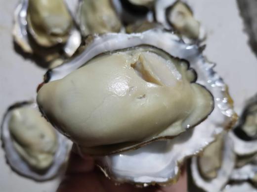 山东威海乳山生蚝 商品图2