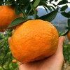 长阳清江椪柑 商品缩略图3