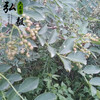 【弘毅六不用生态农场】六不用干花椒 150克/份 山东包邮 商品缩略图3