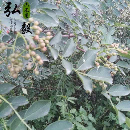 【弘毅六不用生态农场】六不用干花椒 150克/份 山东包邮 商品图3