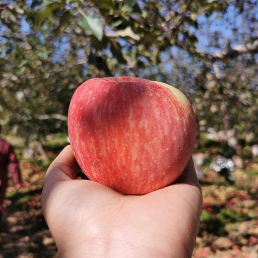 【正宗陕西洛川红富士苹果】 脆甜多汁，一代老农对生态种植的坚守，只需要一口，就能吃出儿时的味道！ 商品图4