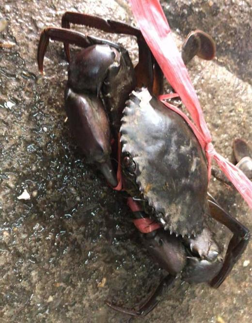 印尼蟹(2只一份约900g) 欧三哥即食香辣蟹外卖 商品图2