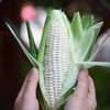 顺丰为主【福建牛奶玉米】鲜嫩多汁、颗粒饱满、可以生熟两吃的香甜玉米！ 商品缩略图4