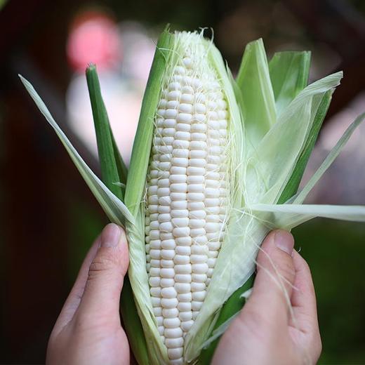 顺丰为主【福建牛奶玉米】鲜嫩多汁、颗粒饱满、可以生熟两吃的香甜玉米！ 商品图4