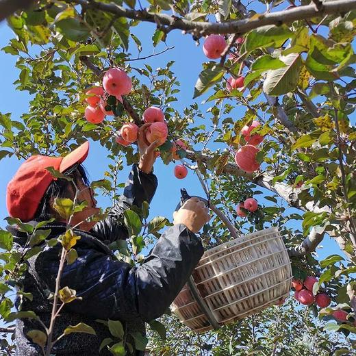 【正宗陕西洛川红富士苹果】 脆甜多汁，一代老农对生态种植的坚守，只需要一口，就能吃出儿时的味道！ 商品图6