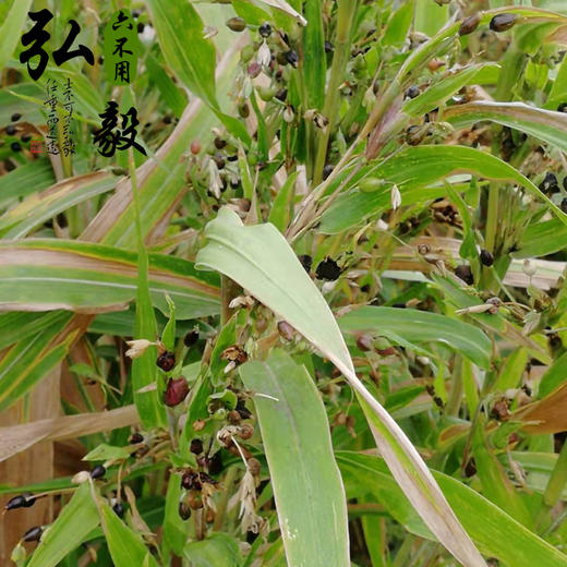 【弘毅六不用生态农场】六不用薏米1斤/份 商品图4