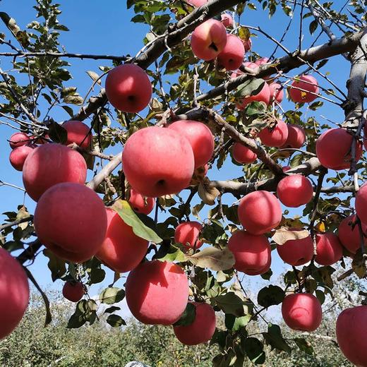 【正宗陕西洛川红富士苹果】 脆甜多汁，一代老农对生态种植的坚守，只需要一口，就能吃出儿时的味道！ 商品图5