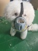 【超舒服软胶不伤鼻】狗狗嘴套透气防脱防咬防误食防乱叫！质量超nice！全场满80元包邮！（请看好详情再下单哟） 商品缩略图5