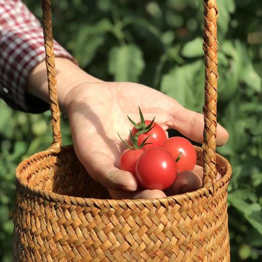 【四川攀枝花露天小番茄】小番茄甜贝贝、高山露天种植、雨露均沾、酸甜可口、爆汁爽口 商品图3