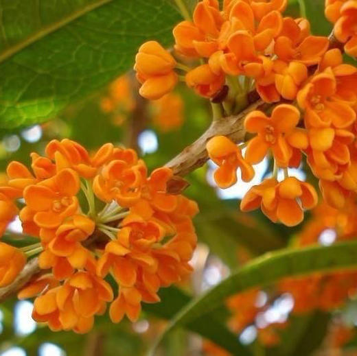 〔泰州直发包邮09〕桂花露（丹桂） 商品图1