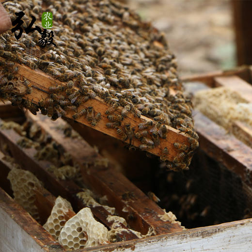 【弘毅六不用生态农场】生态养殖蜂蜜 丹参花粉蜜500g/瓶 商品图3