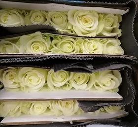 国产玫瑰-骄傲-20枝/扎