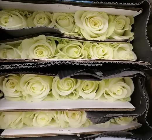 国产玫瑰-骄傲-20枝/扎 商品图0