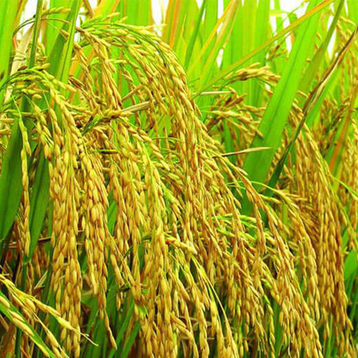 平浪 | 凯口野香优 稻花香生态新米 散装5斤/10斤 商品图2