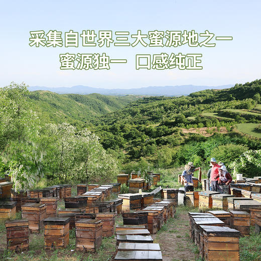 刺槐水白蜜 鲜洁甜润 自然成熟蜜  槐花蜂蜜 商品图4