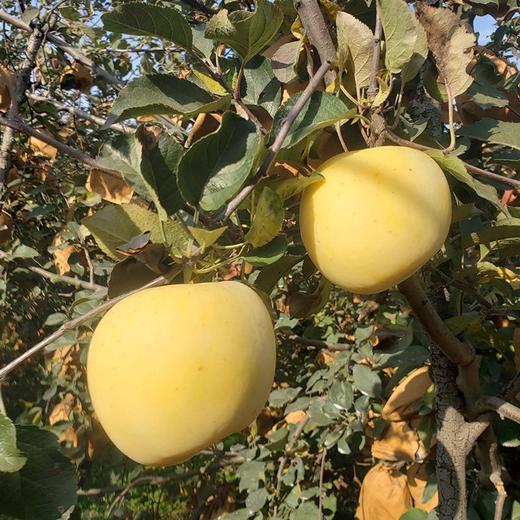 山东【奶油富士苹果】脆甜多汁，果香浓郁，口感细腻，自然成熟 商品图2