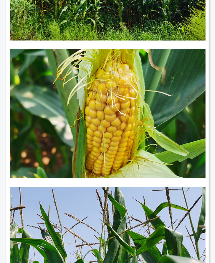 东北黑土地糯玉米非转基因东北黄糯玉米甜糯花玉米2020年新货早餐粗粮