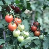 【四川攀枝花露天小番茄】小番茄甜贝贝、高山露天种植、雨露均沾、酸甜可口、爆汁爽口 商品缩略图5
