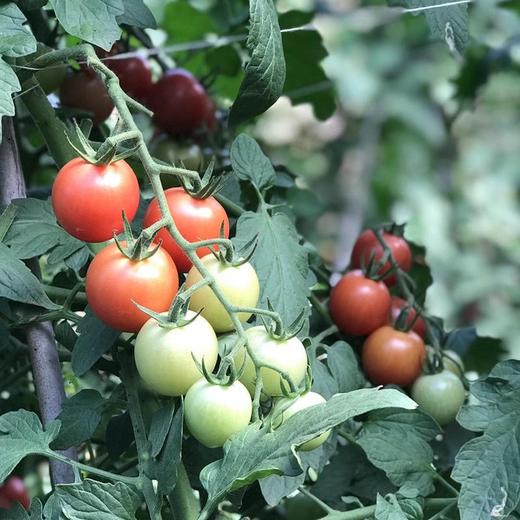 【四川攀枝花露天小番茄】小番茄甜贝贝、高山露天种植、雨露均沾、酸甜可口、爆汁爽口 商品图5