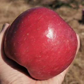 有机寒富苹果5斤  营养丰富 酸甜可口