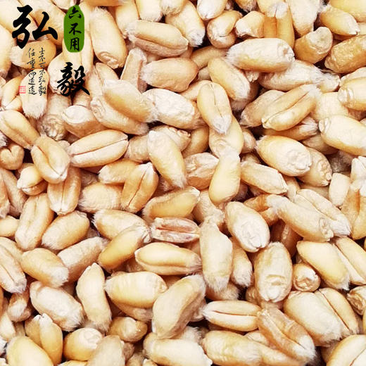 【弘毅六不用生态农场】六不用小麦粥 小麦粥片 500 g/份 自留种 商品图1