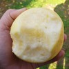 山东【奶油富士苹果】脆甜多汁，果香浓郁，口感细腻，自然成熟 商品缩略图8