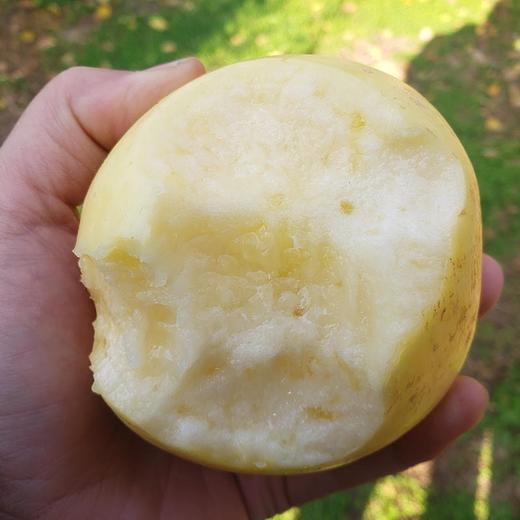 山东【奶油富士苹果】脆甜多汁，果香浓郁，口感细腻，自然成熟 商品图8