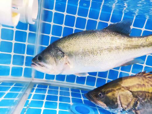 鲜活加州生猛鲈鱼斤500g称重补差