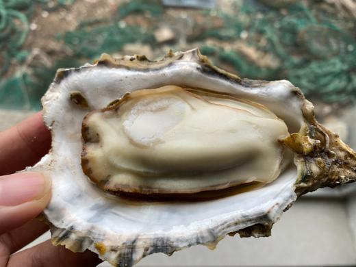 山东威海乳山生蚝 商品图1