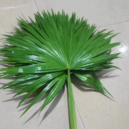 hzzj配叶蒲葵叶扇叶5