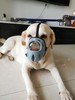 【超舒服软胶不伤鼻】狗狗嘴套透气防脱防咬防误食防乱叫！质量超nice！全场满80元包邮！（请看好详情再下单哟） 商品缩略图4