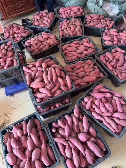 【海南澄迈产地直发·桥头富硒地瓜】来自长寿之乡澄迈的秘密，天然孕育极品地瓜 商品图5
