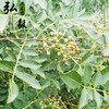 【弘毅六不用生态农场】六不用干花椒 150克/份 山东包邮 商品缩略图1