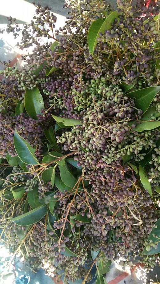 slj山货米桢果米贞果黑色7