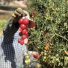 【四川攀枝花露天小番茄】小番茄甜贝贝、高山露天种植、雨露均沾、酸甜可口、爆汁爽口 商品缩略图6