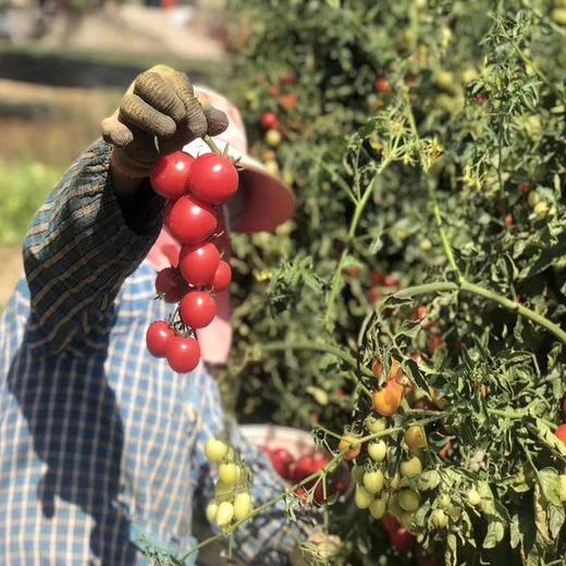 【四川攀枝花露天小番茄】小番茄甜贝贝、高山露天种植、雨露均沾、酸甜可口、爆汁爽口 商品图6