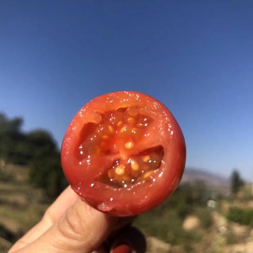 【四川攀枝花露天小番茄】小番茄甜贝贝、高山露天种植、雨露均沾、酸甜可口、爆汁爽口 商品图2