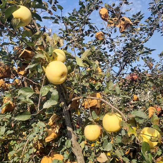 山东【奶油富士苹果】脆甜多汁，果香浓郁，口感细腻，自然成熟 商品图3