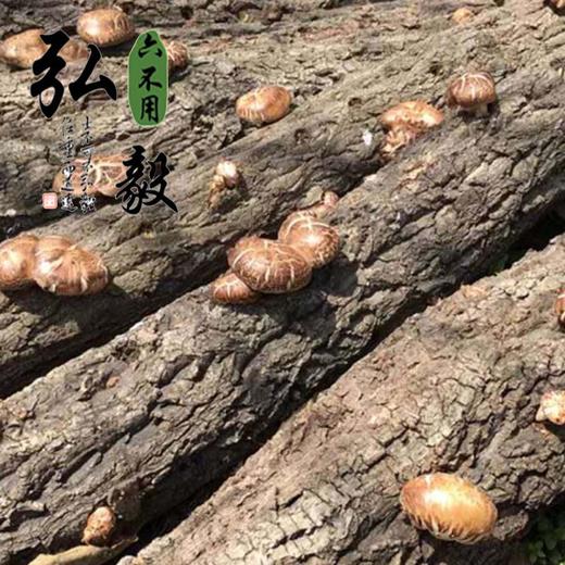 【弘毅生态农场】香菇100克/份 三份包邮 商品图3