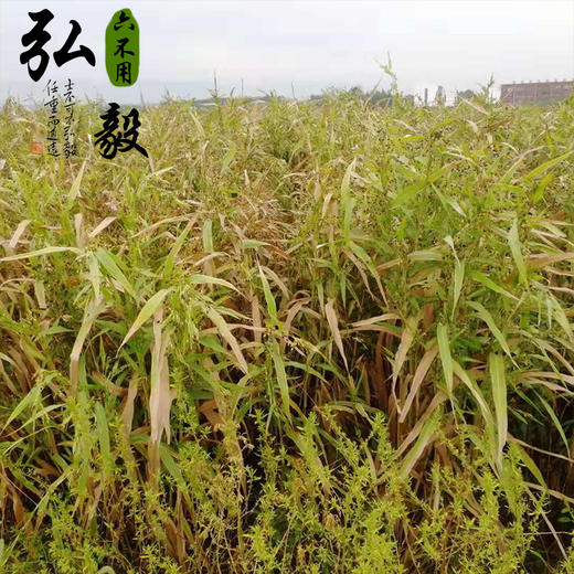 【弘毅六不用生态农场】六不用薏米1斤/份 商品图6