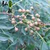 【弘毅六不用生态农场】六不用干花椒 150克/份 山东包邮 商品缩略图4