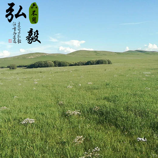 【弘毅六不用生态农场】内蒙古草原 野韭菜花酱 200g/份 商品图4